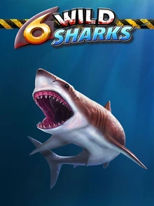 6 Wild Sharks